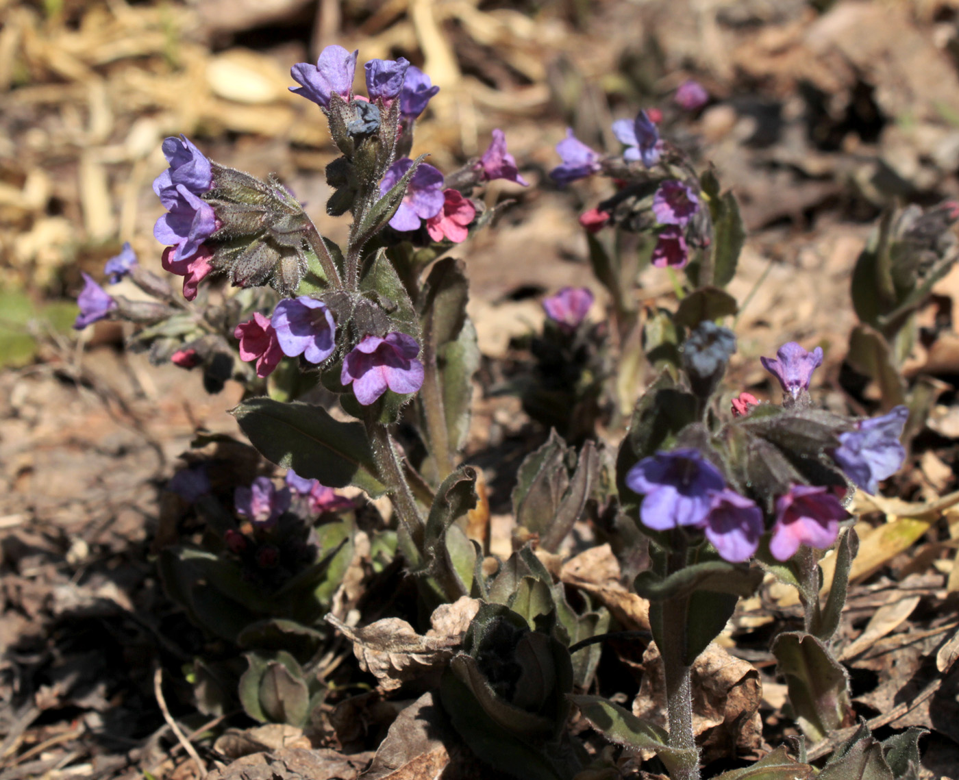 Изображение особи Pulmonaria obscura.