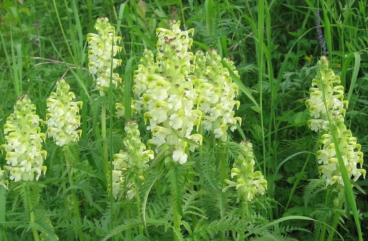 Image of Pedicularis compacta specimen.