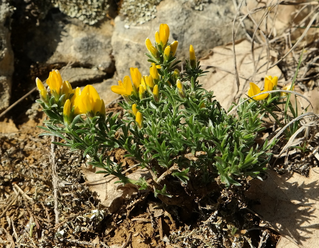 Изображение особи Genista godetii.