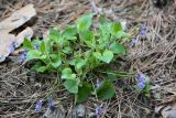 Viola hirta