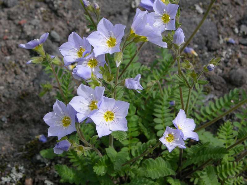 Image of Polemonium boreale specimen.