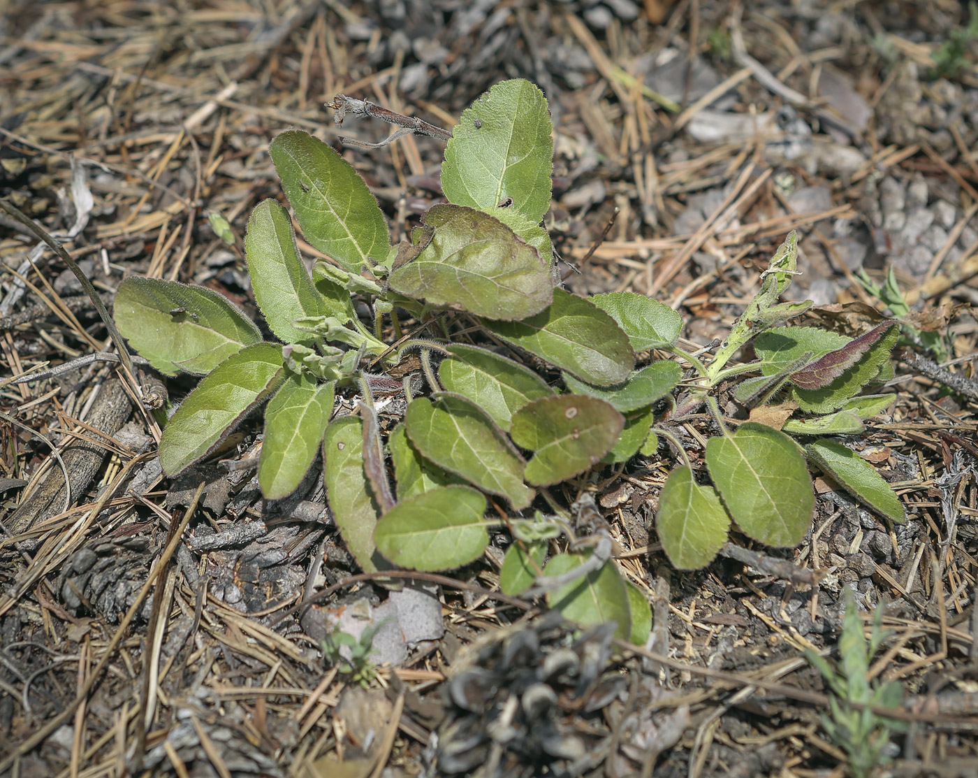 Image of Veronica spicata specimen.