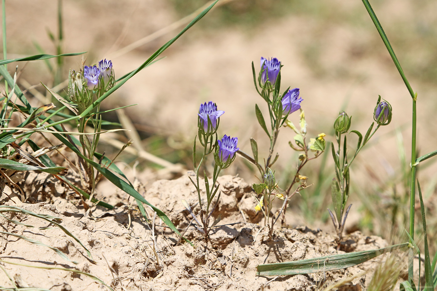 Изображение особи Nigella bucharica.