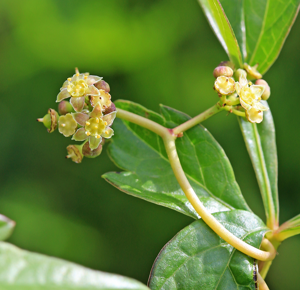 Изображение особи Ampelopsis japonica.