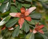 Hibbertia cuneiformis