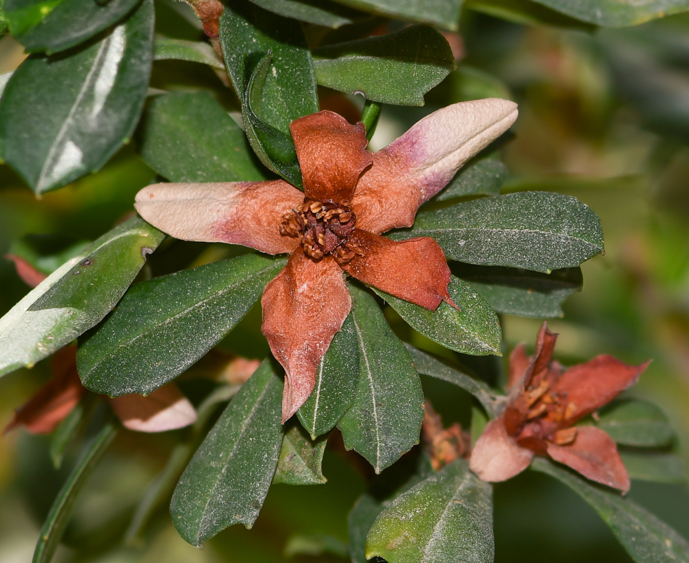 Изображение особи Hibbertia cuneiformis.