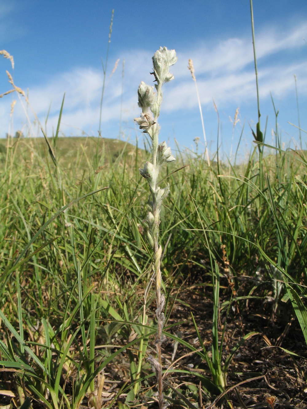 Image of Filago arvensis specimen.