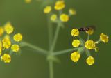 Bupleurum longiradiatum. Часть соцветия (питается и опыляет наездник из надсемейства Proctotrupoidea). Приморский край, Лазовский р-н, Лазовский заповедник, окр. кордона Америка. 17.08.2009.