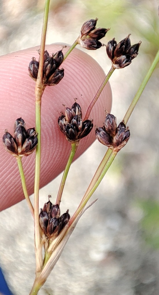 Изображение особи род Juncus.