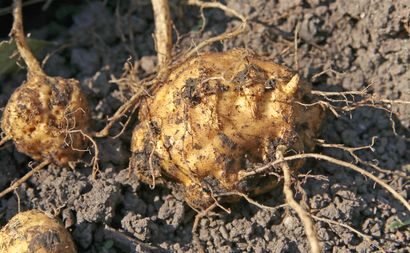 Image of Thladiantha dubia specimen.