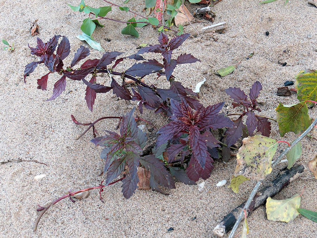 Image of Lycopus europaeus specimen.