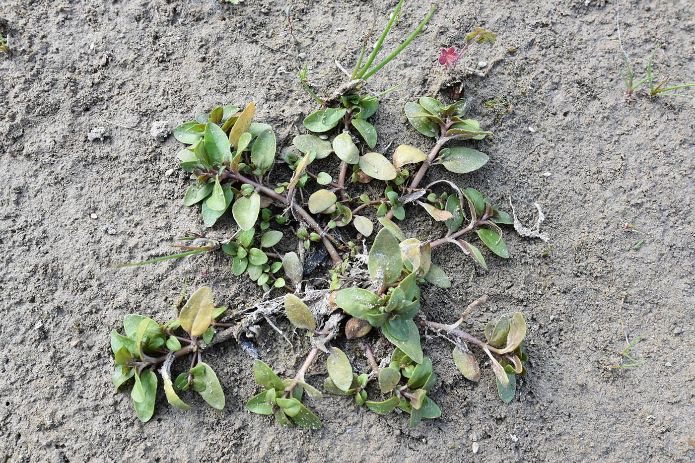 Image of Veronica oxycarpa specimen.