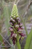 Orchis anthropophora