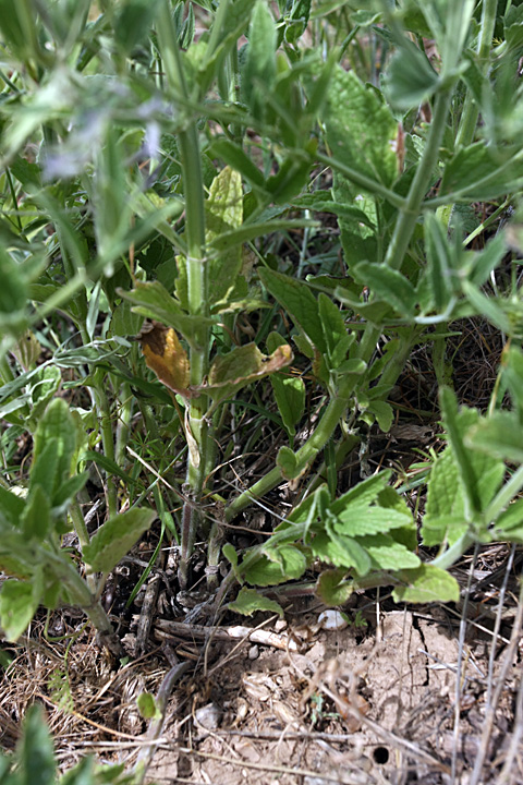 Image of Nepeta ucranica specimen.