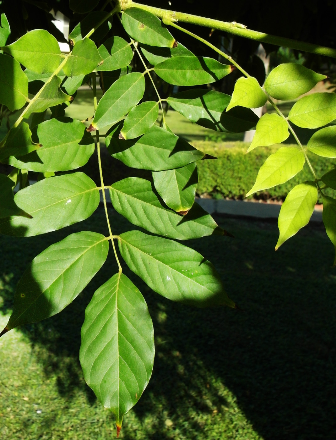 Image of Wisteria sinensis specimen.