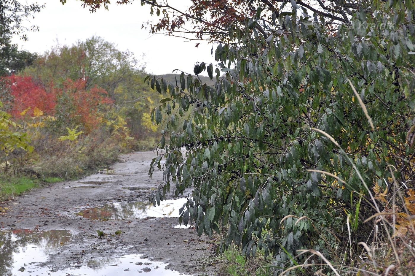 Image of Rhamnus ussuriensis specimen.