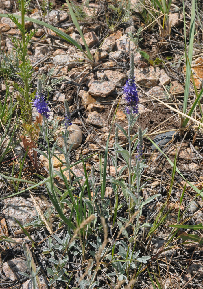 Image of Veronica incana specimen.