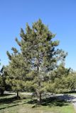 Pinus pallasiana