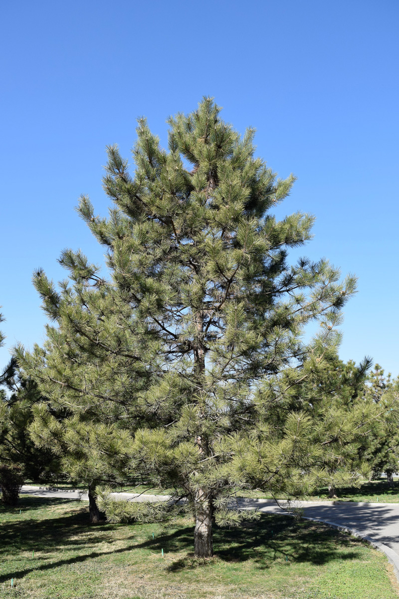 Image of Pinus pallasiana specimen.