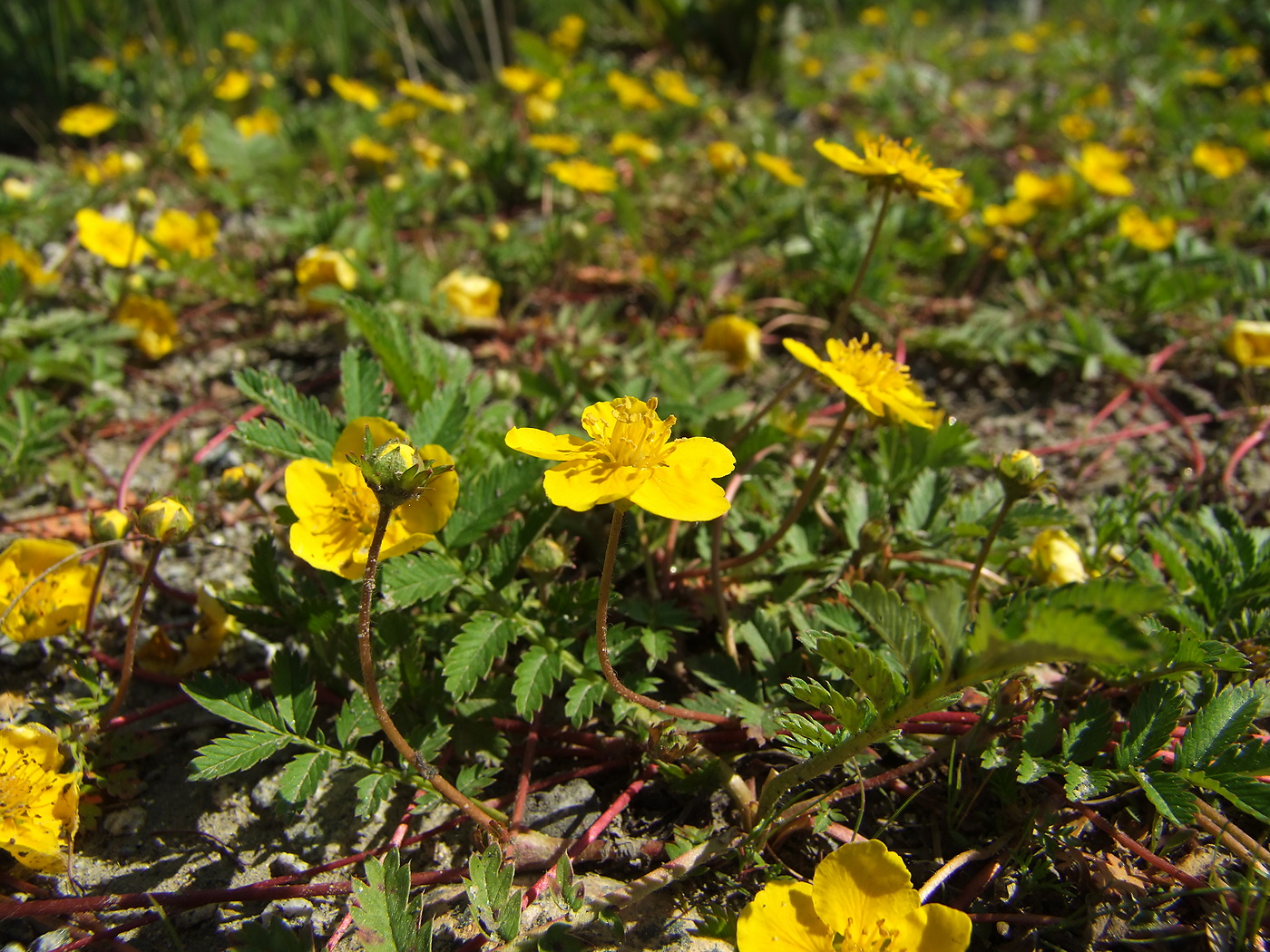 Image of Potentilla anserina specimen.