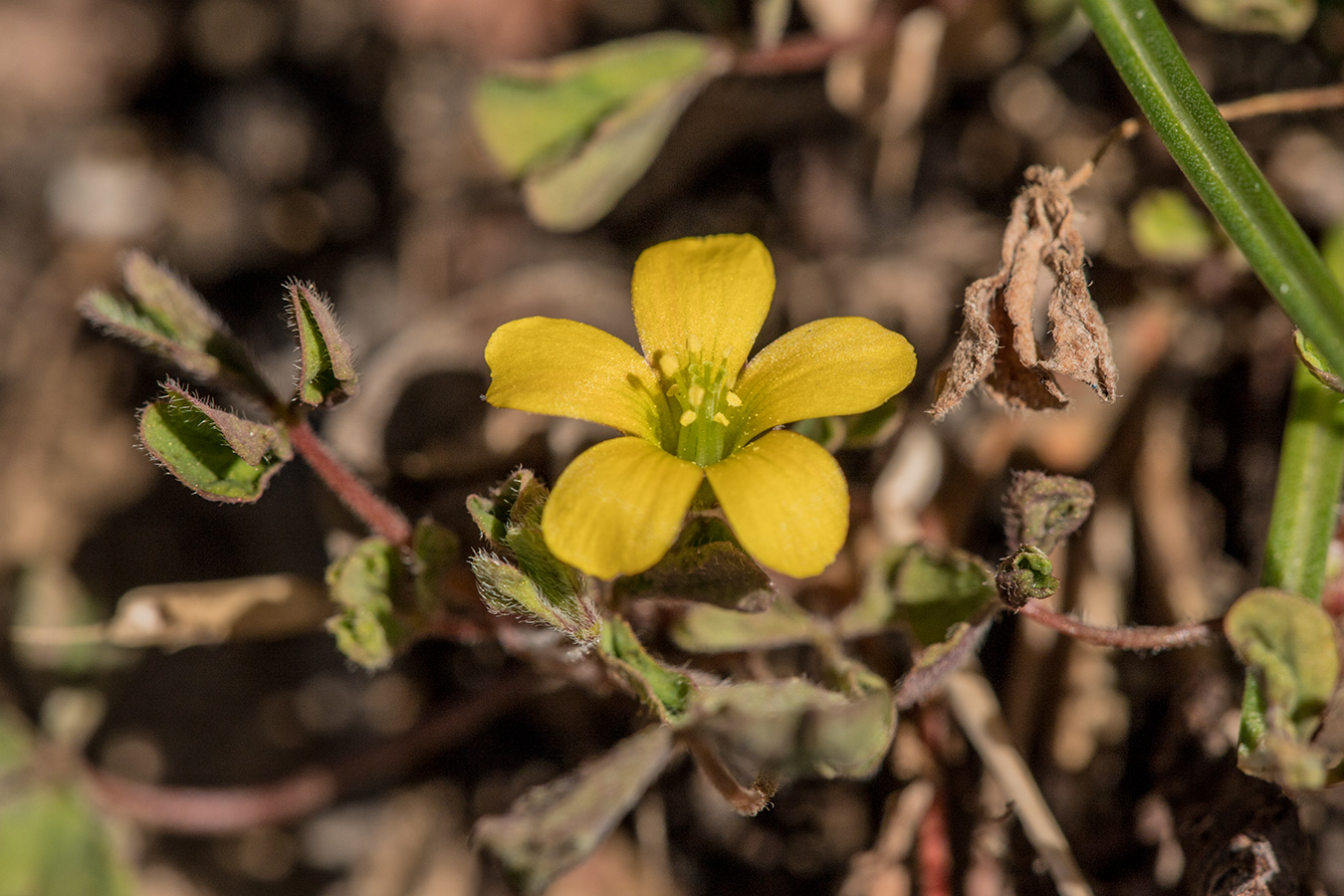 Изображение особи Oxalis corniculata.