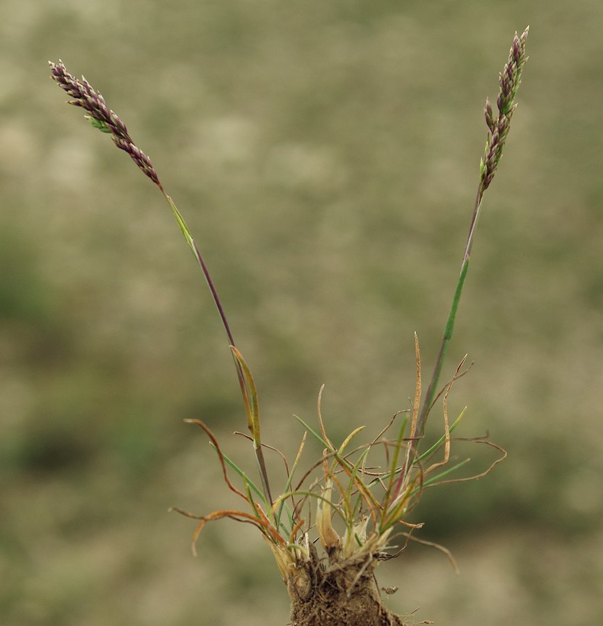 Image of genus Poa specimen.
