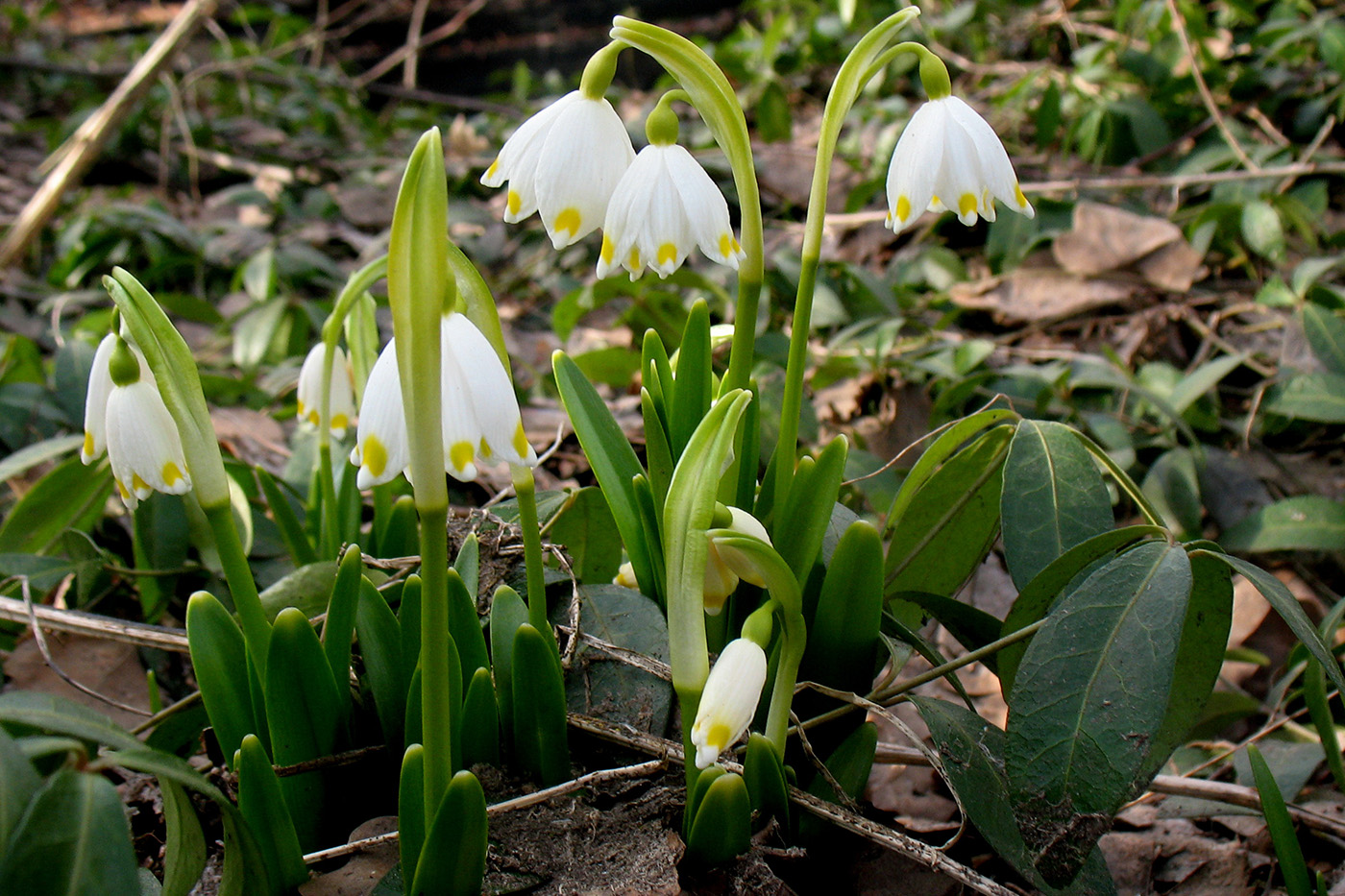 Изображение особи Leucojum vernum.