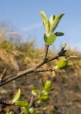 Cotoneaster suavis. Веточка. Краснодарский край, м/о г. Новороссийск, восточный отрог горы Сахарная Голова, ≈ 300 м н.у.м., ур. Чугунка, мелкощебнистый склон горы, сложенный ожелезнённым слабокарбонатным песчаником. 16.04.2022.