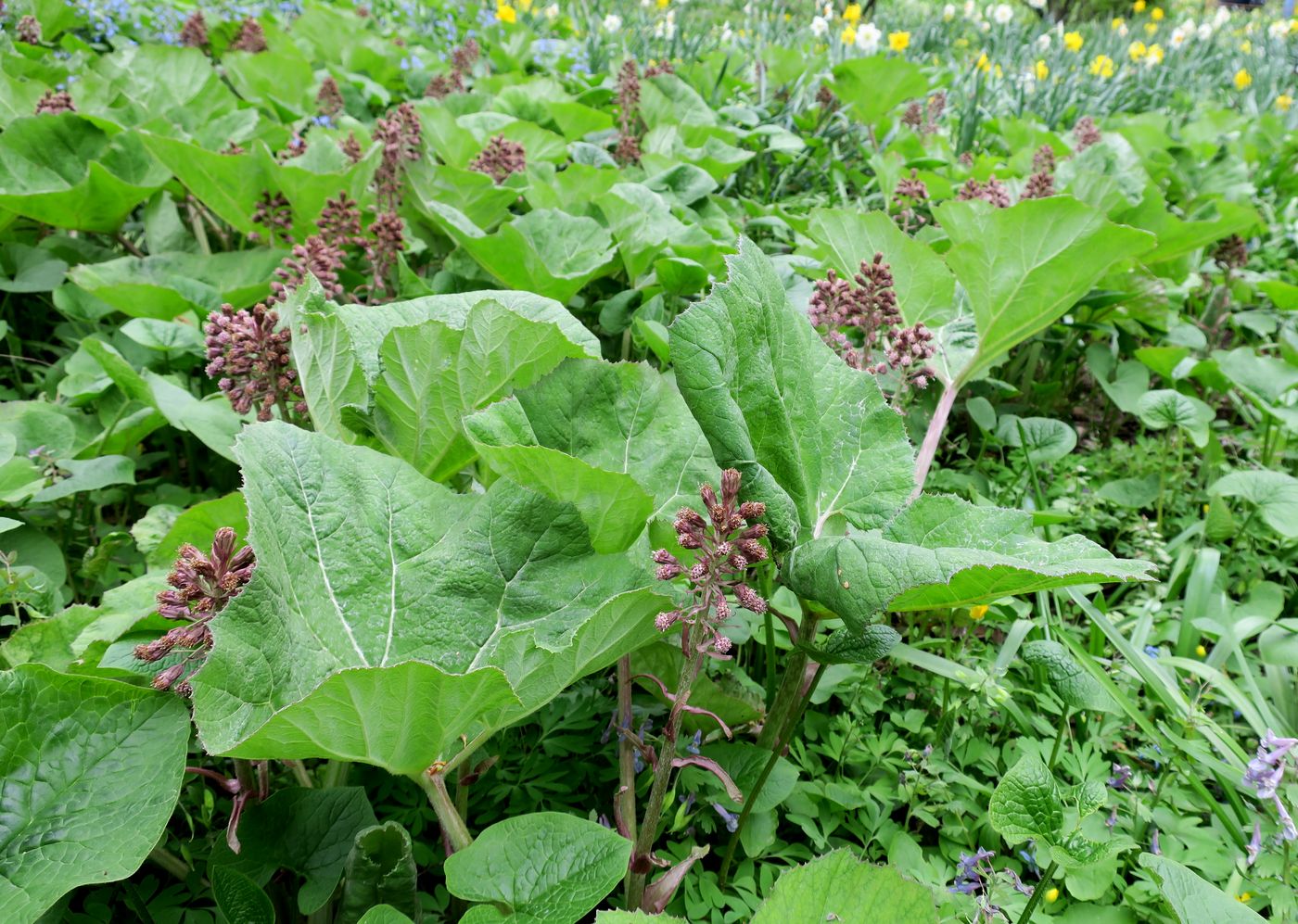 Изображение особи Petasites hybridus.