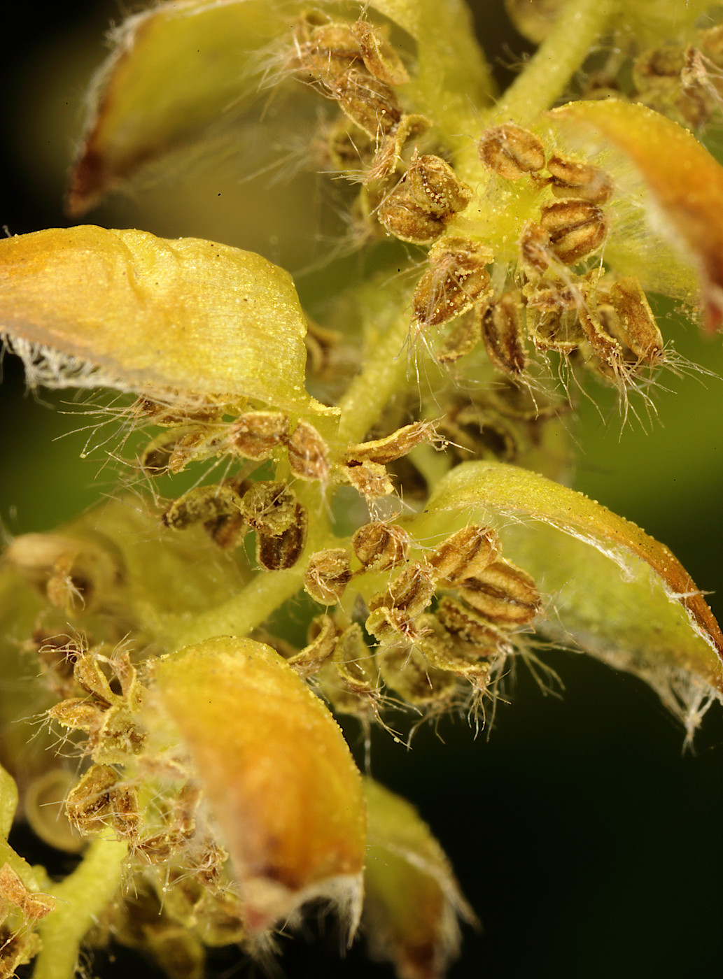 Image of Carpinus betulus specimen.