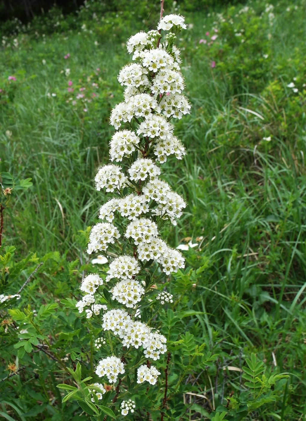 Изображение особи Spiraea crenata.