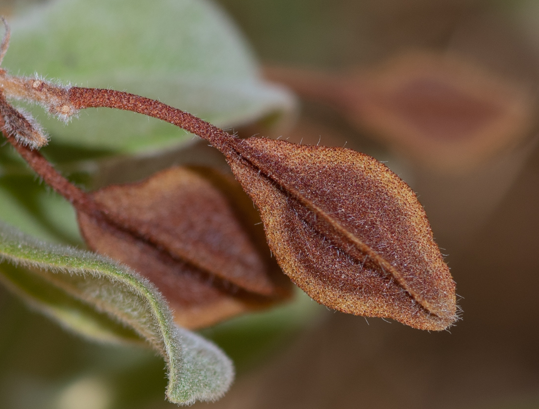 Изображение особи Combretum molle.