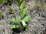 Polygonatum humile