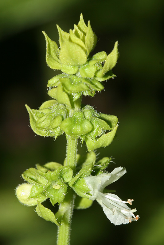 Image of Ocimum basilicum specimen.