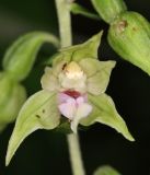 Epipactis leptochila. Цветок. Горный Крым, окр. с. Генеральское, буковый лес. 15 июля 2022 г.