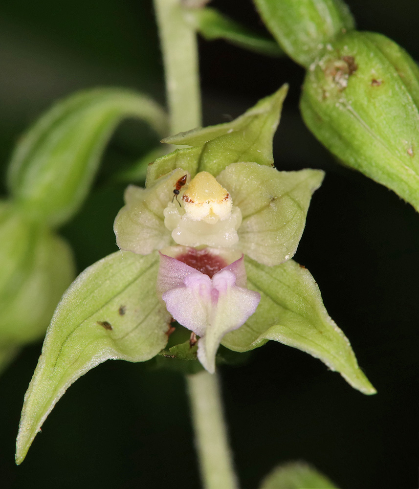 Image of Epipactis leptochila specimen.