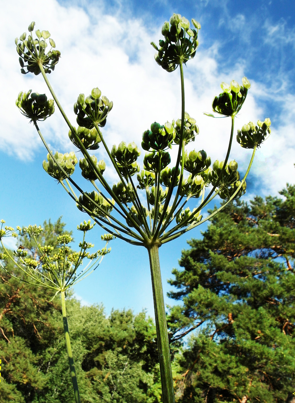 Изображение особи Heracleum sibiricum.