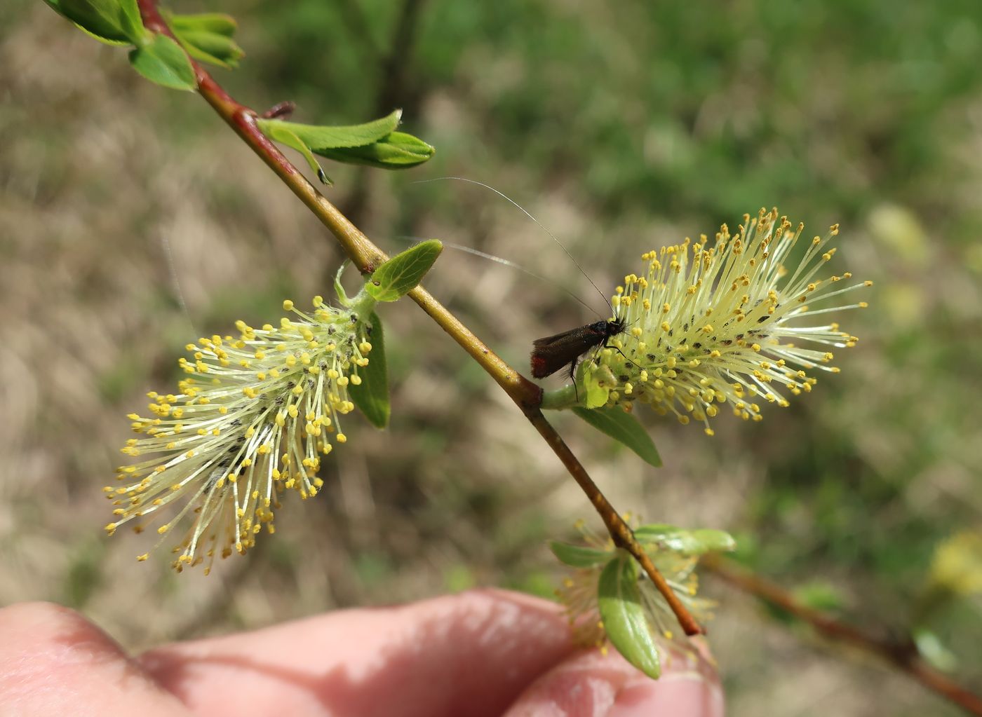 Image of Salix myrsinifolia specimen.