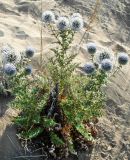 Echinops antalyensis