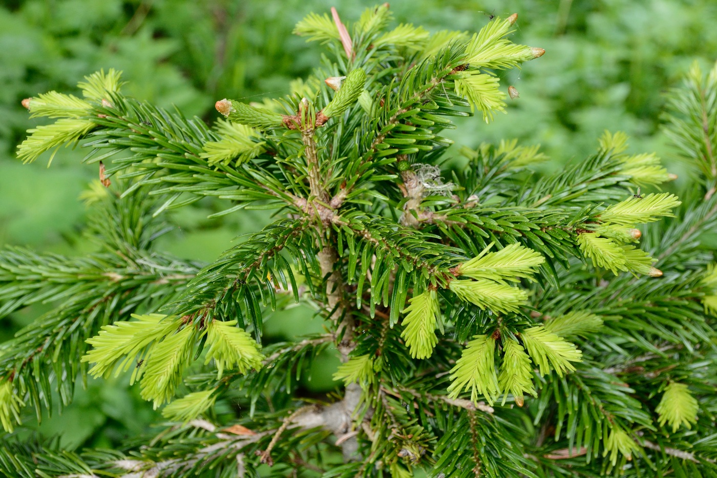 Изображение особи Abies nordmanniana.