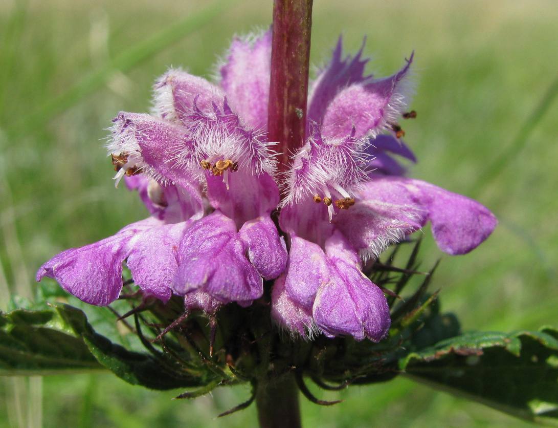 Изображение особи Phlomoides tuberosa.