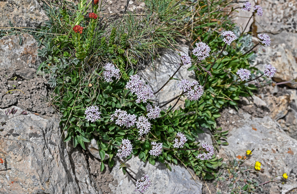 Image of Valeriana fedtschenkoi specimen.