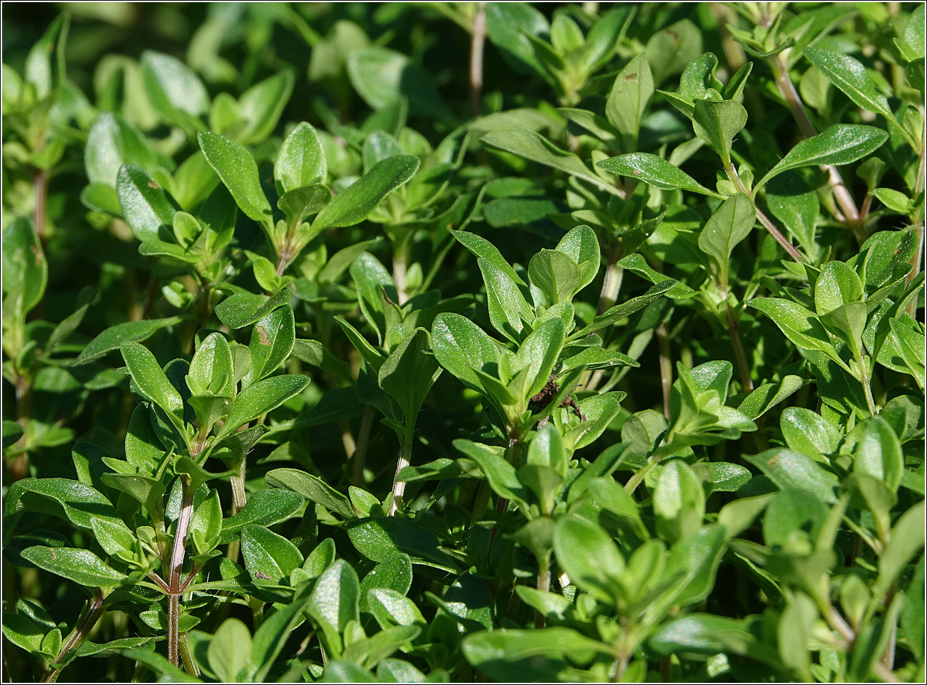 Image of Thymus ovatus specimen.