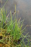 Carex paupercula. Плодоносящие растения на подушке Sphagnum. Мурманская обл., окр. г. Заозёрск, высота 314.9, долина тектонического разлома, заболоченный берег небольшого озера. 01.08.2022.