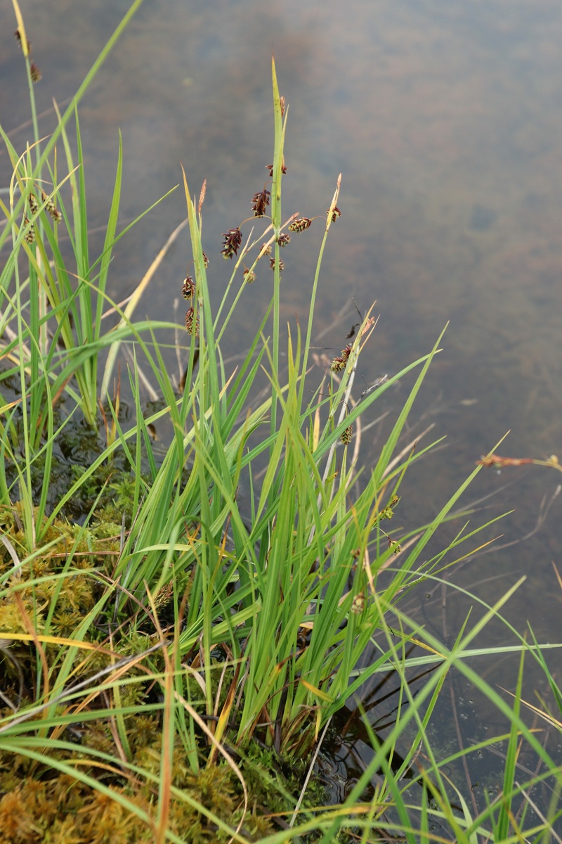 Image of Carex paupercula specimen.