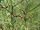 Alhagi pseudalhagi