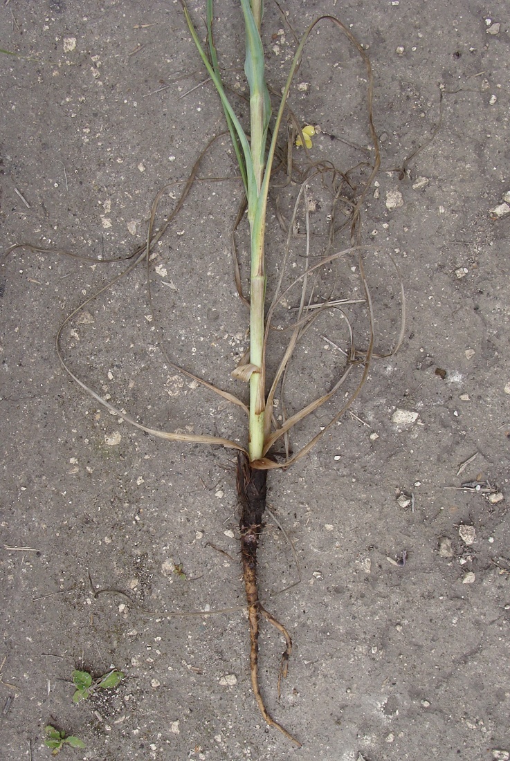 Image of genus Tragopogon specimen.