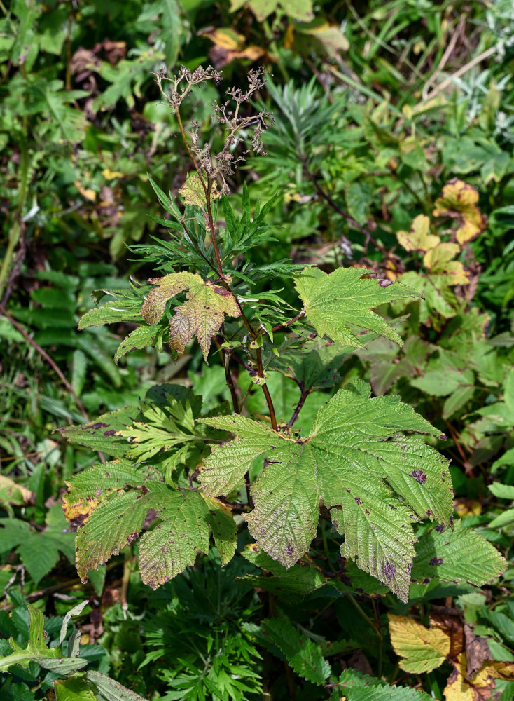 Изображение особи Filipendula camtschatica.