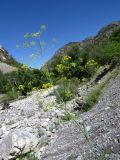 Ferula ugamica. Верхняя часть цветущего растения. Казахстан, Туркестанская обл., Толебийский р-н, территория Сайрам-Угамского национального парка; Угамский хр., дол. р. Сайрам-Су, ≈ 1800 м н.у.м., щебнистая осыпь. 04.07.2019.