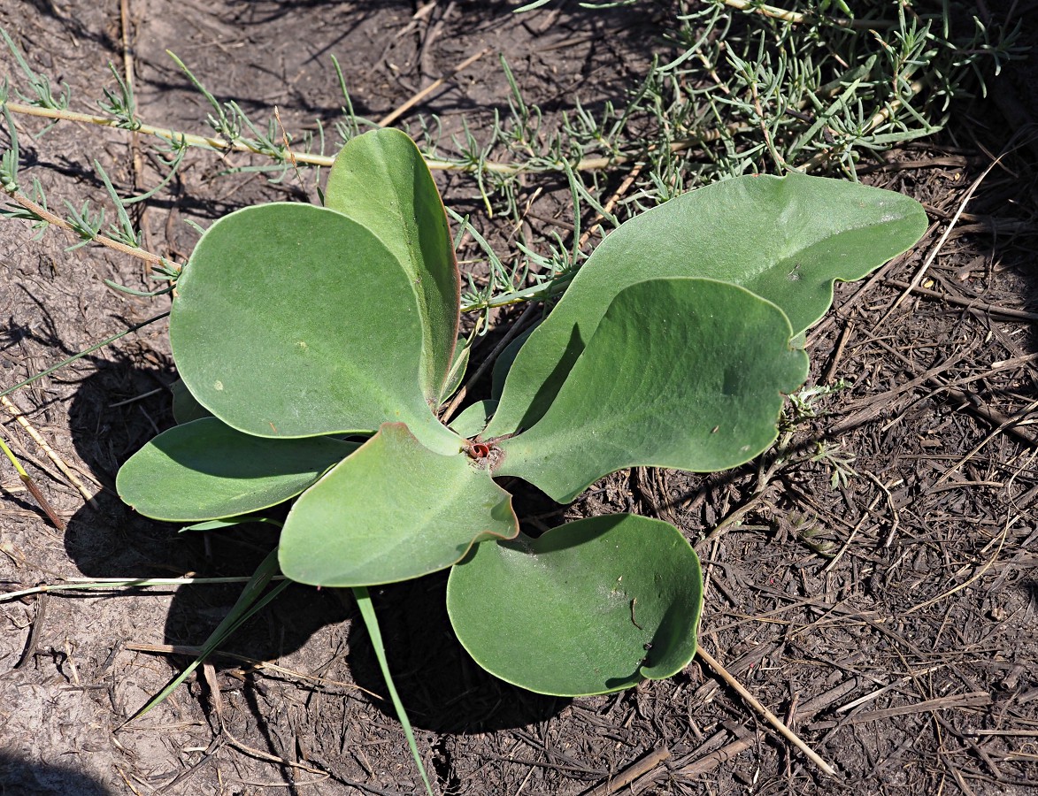 Image of Limonium gmelinii specimen.